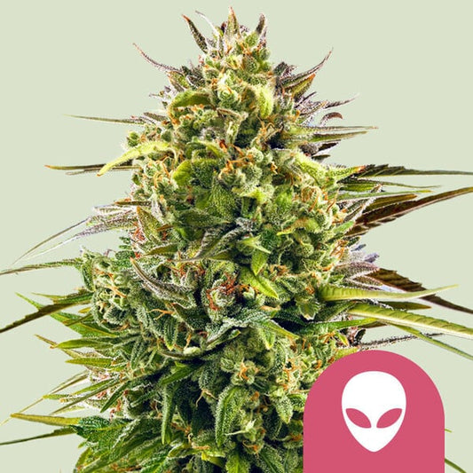 Alien OG 1 Foto Samen